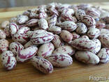Фасоль очищеная, шлифованая высокого качества - photo 5