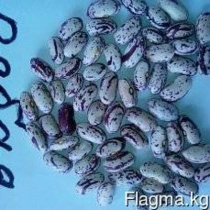 Фасоль Рябой