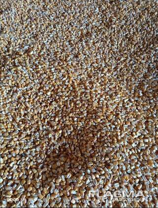 Corn Кукуруза