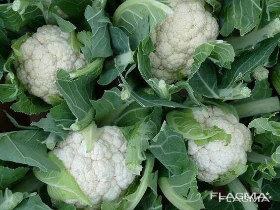 Цветная Капуста
