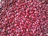 Фасоль красная (томатная, Red Beans) - фото 3