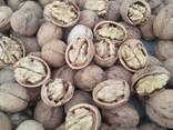 Греческий орех. - фото 6