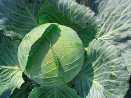 Капуста белокочанная