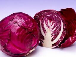 Капуста Ранчеро F1