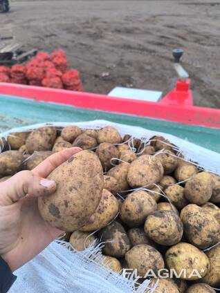 КАРТОФЕЛЬ. МОРКОВЬ. КАПУСТА.