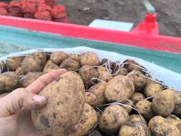 КАРТОФЕЛЬ. МОРКОВЬ. КАПУСТА.