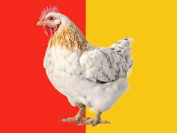 Комбикорм для кур несушек