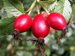 Комплект оборудования для производства экстракта шиповника