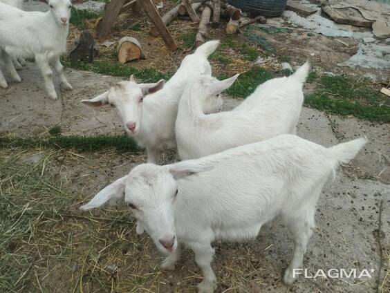 Козлята-козы продам