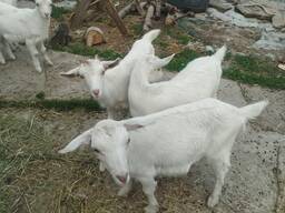 Козлята-козы продам