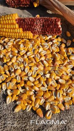 Кукуруза