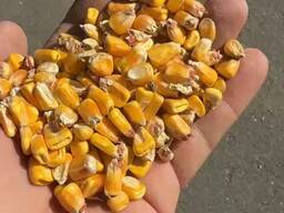 КУКУРУЗА. СЕМЕЧКИ. ПШЕНИЦА. ИТД.