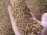 КУКУРУЗА. СЕМЕЧКИ. ПШЕНИЦА. ИТД. - фото 2