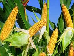 Кукуруза урожай 2023 года