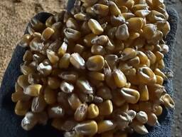Куплю продовольственную кукурузу для производства крупы.