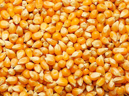 Куплю сладкую (сахарную) кукурузу