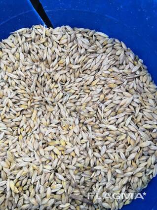 ЛЁН. ПШЕНИЦА. ЯЧМЕНЬ. КОРМА. ИТД.