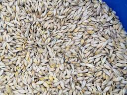 ЛЁН. ПШЕНИЦА. ЯЧМЕНЬ. КОРМА. ИТД.