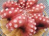 Мороженные морепродукты и рыба в Кыргызстан от завода из Китая - фото 7