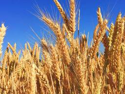 Мягкая и твердая пшеница урожай 2023 года