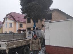 Обрезка обработка деревьев. Станислав