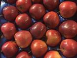 Оптовая продажа высококачественных польских яблок - фото 2