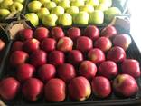 Оптовая продажа высококачественных польских яблок - photo 5