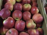 Оптовая продажа высококачественных польских яблок - photo 7