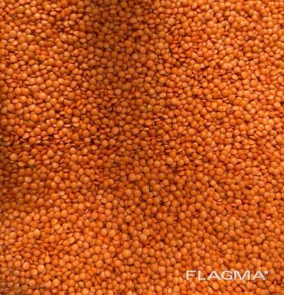 Покупаем чечевицу с поставкой в ЕС и Турцию