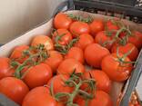 Помидор - фото 1