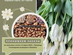Принимаем заказы на тюльпаны оптом к 8 марта на 2026г. Луковица Голландская