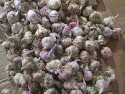 Продам чеснок в большом обьеме