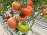 Продаю на экспорт помидоры теличные. - фото 3