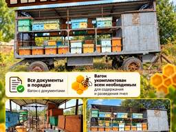 Продаю пасеку