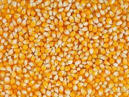 ОсОО Бай Дыйкан продает в больших количествах рушенную Кукурузу готов на экспорт