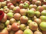 Продаю витаминные польские сорта яблок выращенные в садах Чуйской долины.