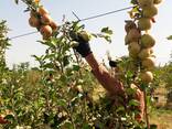 Продаю витаминные польские сорта яблок выращенные в садах Чуйской долины.