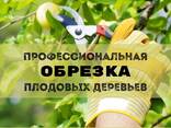 Профессиональная обрезка плодовых деревьев - фото 1