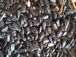 ПШЕНИЦА. ЛЁН. САФЛОР. ЯЧМЕНЬ. ИТД.