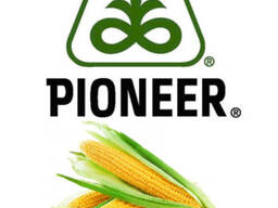 Семена Кукурузы Pioneer P8521 Кыргызстан
