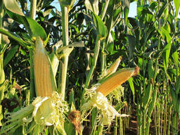 Семена Кукурузы Pioneer P7515 Кыргызстан