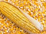 Семена Кукурузы, Продаём кукурузу в Кыргызстане