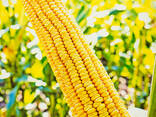 Семена Кукурузы, Продаём кукурузу в Кыргызстане