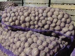 Семенной картофель из Беларуси. 1 РС, 2РС, Элита