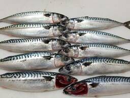 Скумбрия мороженая