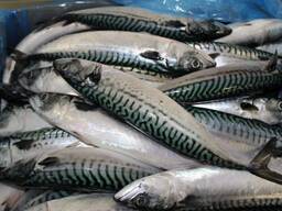 Скумбрия мороженая