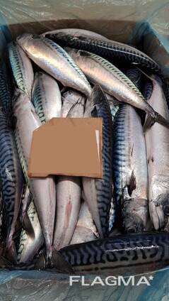 Скумбрия мороженая 400-600