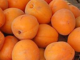Сочный абрикос оптом, урожай 2025