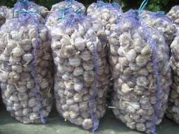 Свежий чеснок оптом крупный