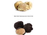 Трюфель свежий , сушеный черный и белый летний - фото 1